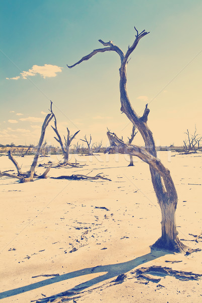 Climate Change Stock photo © THP