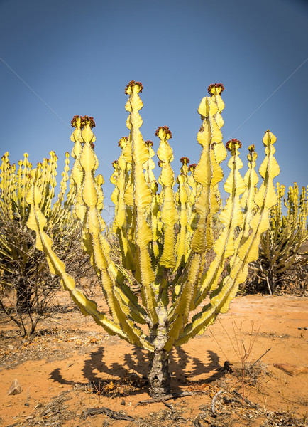 Deserto cacto árvore rural Botswana África Foto stock © THP