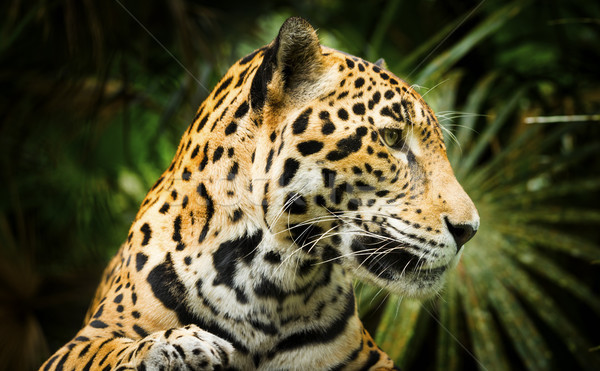 Jaguar cat profilo bella ritratto Foto d'archivio © THP