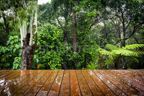Ahşap orman dışarı perspektif bereketli yeşil Stok fotoğraf © THP