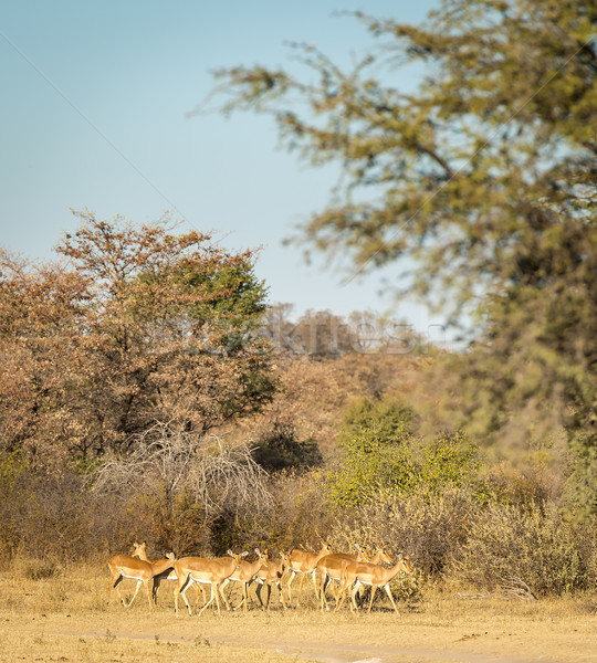Impala Africa Stock photo © THP