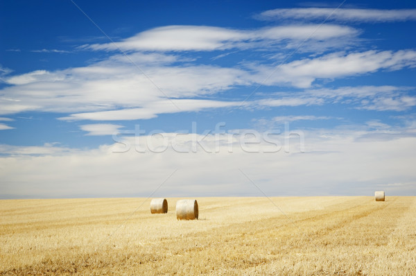 Harvest Stock photo © THP