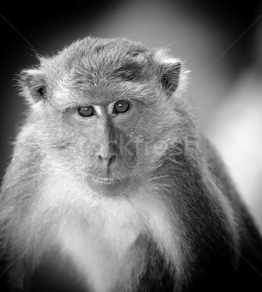 Maimuţă portret asiatic negru şi alb Imagine de stoc © THP