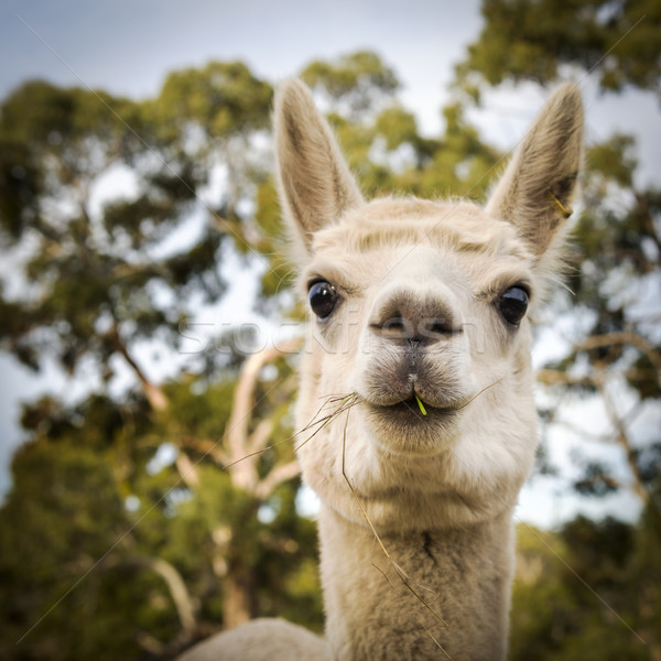 Alpaka ausztrál farm eszik tájkép mező Stock fotó © THP