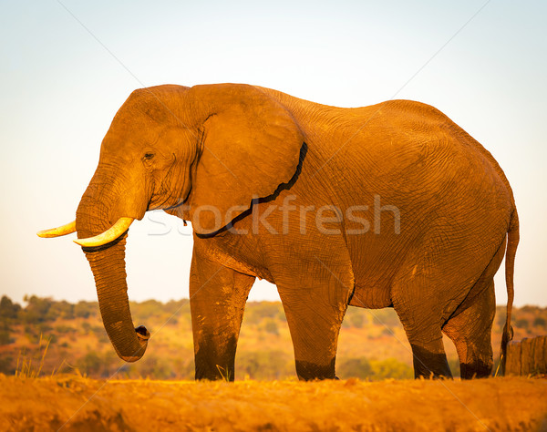 Elephant On Safari Stock photo © THP