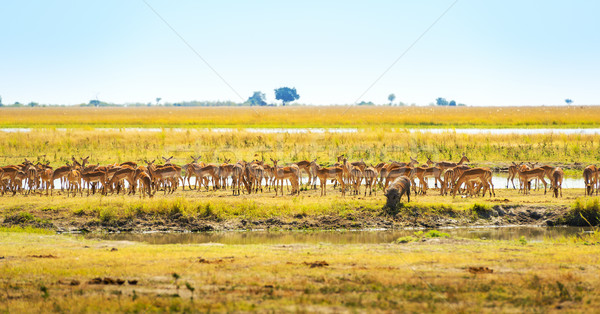 Animals At Watering Hole In Africa Stock photo © THP