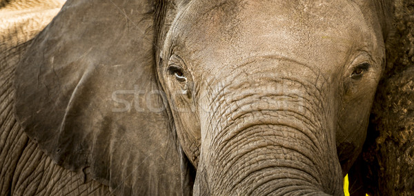 Elephant Portrait Close Up Stock photo © THP
