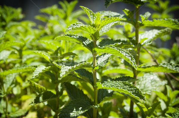 Mint Garden Stock photo © THP