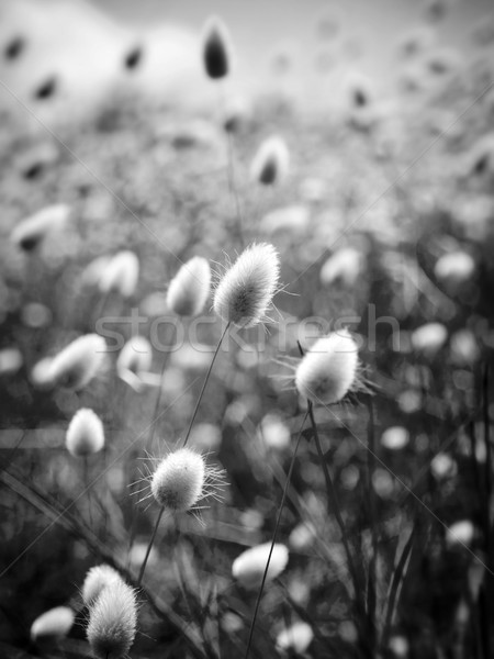 Golden Field Stock photo © THP