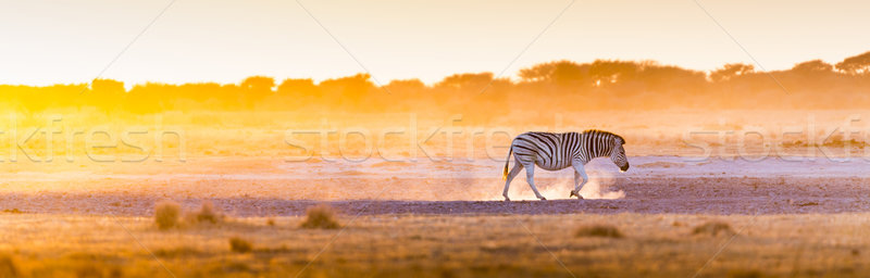 [[stock_photo]]: Zèbre · coucher · du · soleil · Afrique · Botswana · belle · lumière