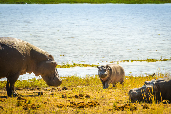 Hippopotamus Family Stock photo © THP