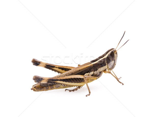 グラスホッパー 昆虫 孤立した 白 草 緑 ストックフォト © THP