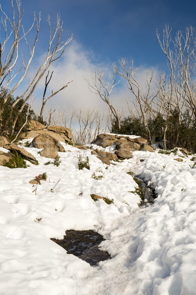 Snow Trees Stock photo © THP