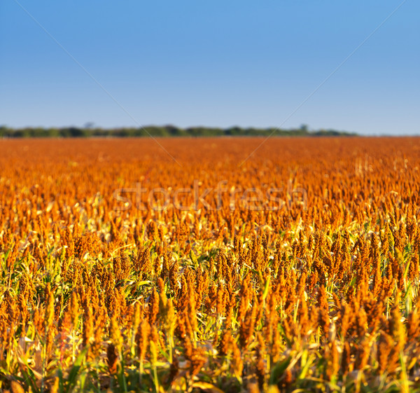 Sorghum Grain Field Stock photo © THP