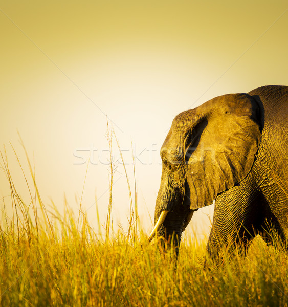 Elephant At Sunset In Long Grass Stock photo © THP