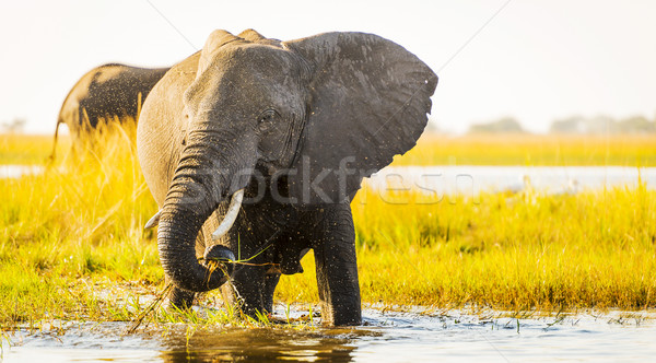 Stock photo: Elephant With Water Spray