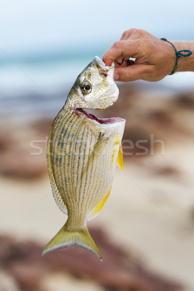 Halászat zsákmány férfi felfelé friss hal Stock fotó © THP