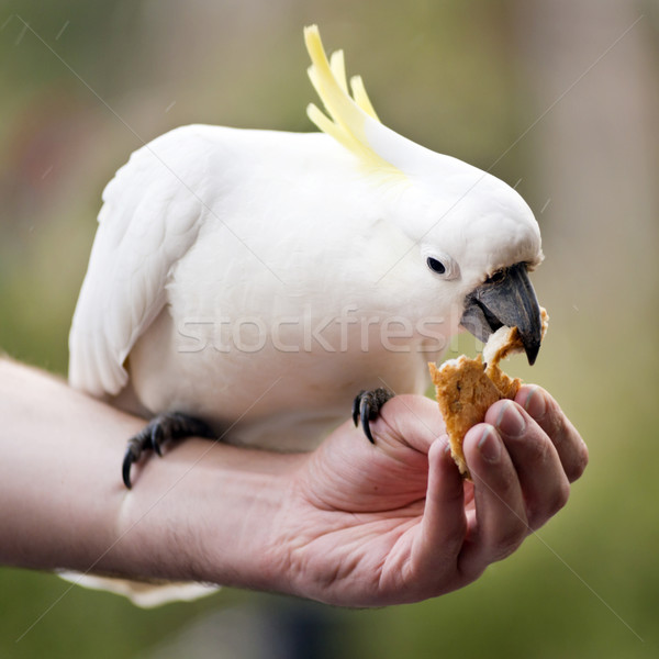 Feeding Birds Stock photo © THP