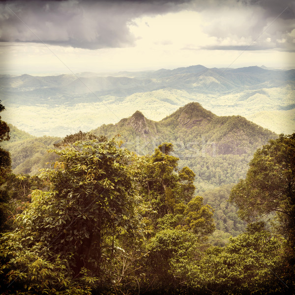Queensland pădurile tropicale aur coastă pădure frunze Imagine de stoc © THP