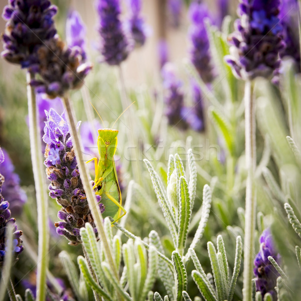 Imádkozik sáska rovar ül levendula bokor Stock fotó © THP