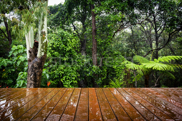 Timber Floor and Jungle Stock photo © THP