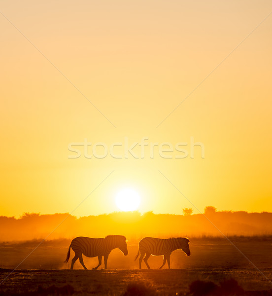 Zebra pôr do sol Botswana África belo luz Foto stock © THP