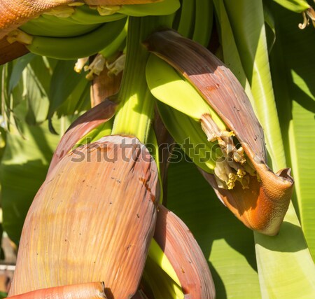 Foto stock: Plátano · plantación · árboles · queensland · Australia · árbol