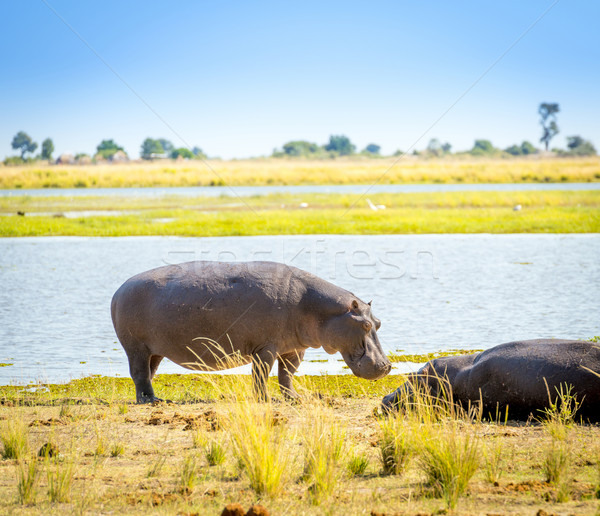 Hippo Stock photo © THP