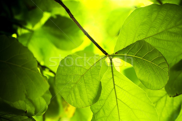 Stock photo: Plant Background