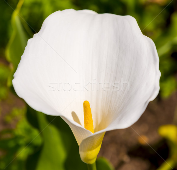 White Arum Lily Stock photo © THP