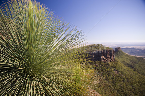 Grass Tree Stock photo © THP