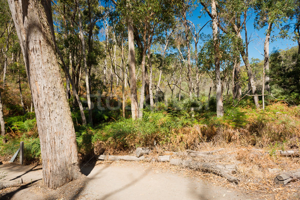 Australian tufiş peisaj scenic vedere clasic Imagine de stoc © THP