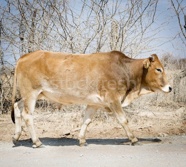 Botswana Rindfleisch Rinder ländlichen Afrika Landschaft Stock foto © THP