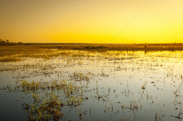 Chobe River Stock photo © THP
