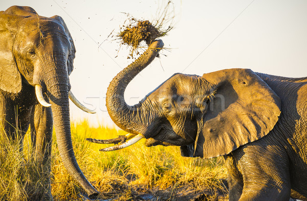 Stock foto: Elefanten · spielen · Schlamm · jungen · alten · Flussufer