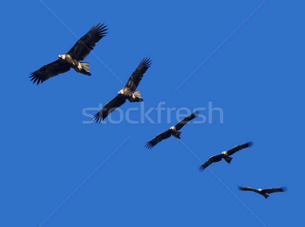 Águia montagem completo vôo blue sky Foto stock © THP