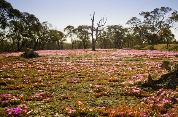 [[stock_photo]]: Rose · fleurs · sauvages · belle · chaud · distant · Australie