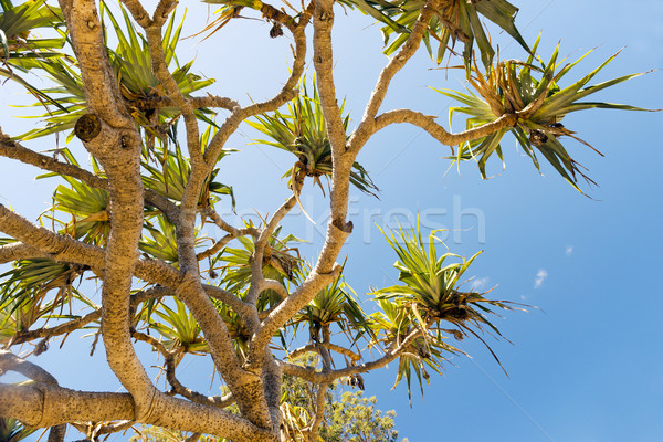 Pandanus Palm Tree Stock photo © THP