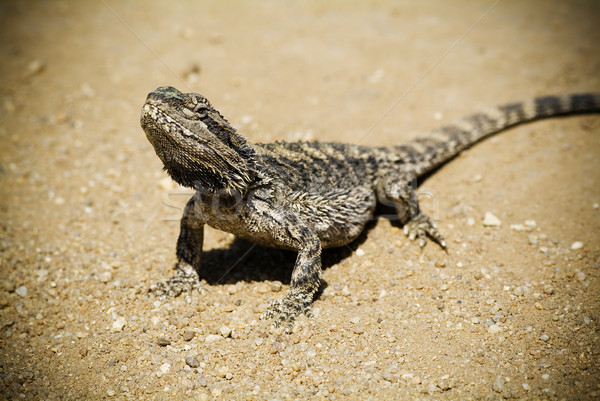 Сток-фото: бородатый · дракон · австралийский · животного · ящерицы · странно
