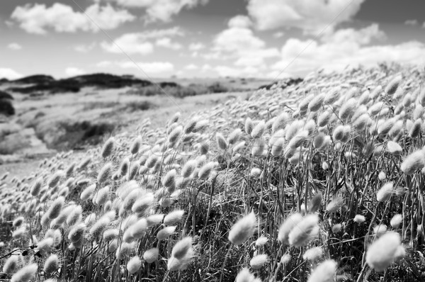 Golden Field Stock photo © THP