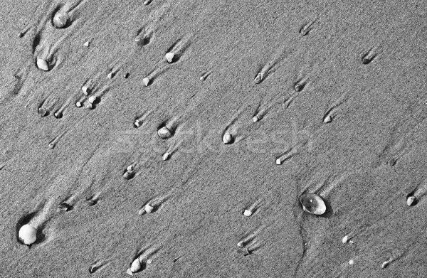 Mare coji de multe mic nisip textură Imagine de stoc © THP