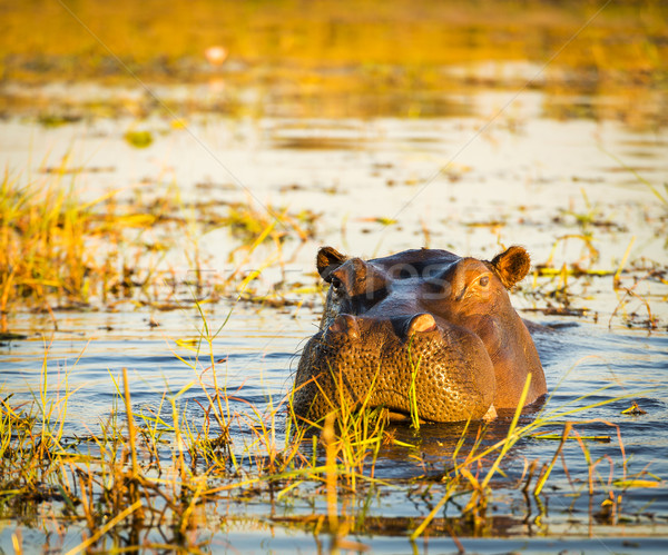 Hippopotamus Chobe River  Stock photo © THP