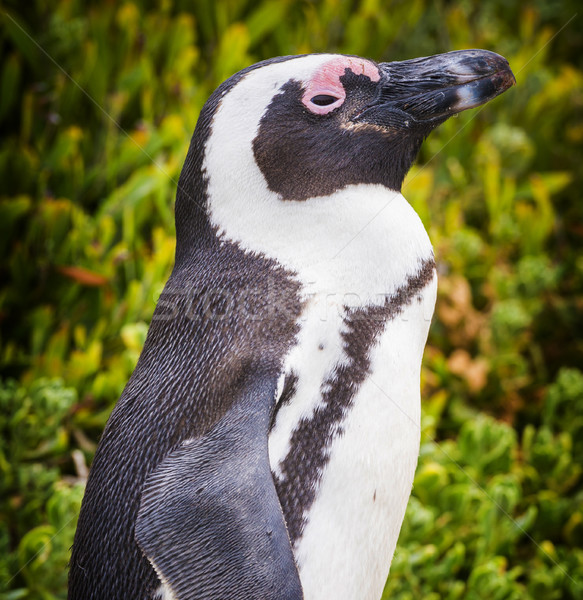 African Penguin Closeup Stock photo © THP