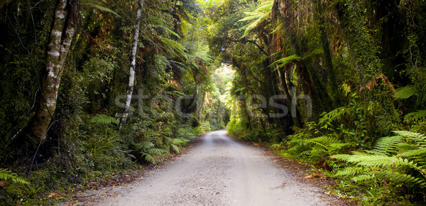 Jungle Road Stock photo © THP