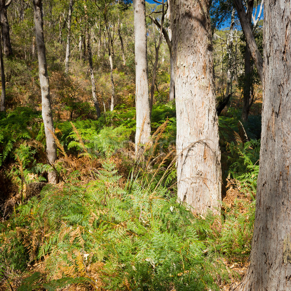Australian tufiş peisaj scenic vedere clasic Imagine de stoc © THP