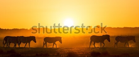 Stock fotó: Zebra · naplemente · Afrika · Botswana · gyönyörű · fény