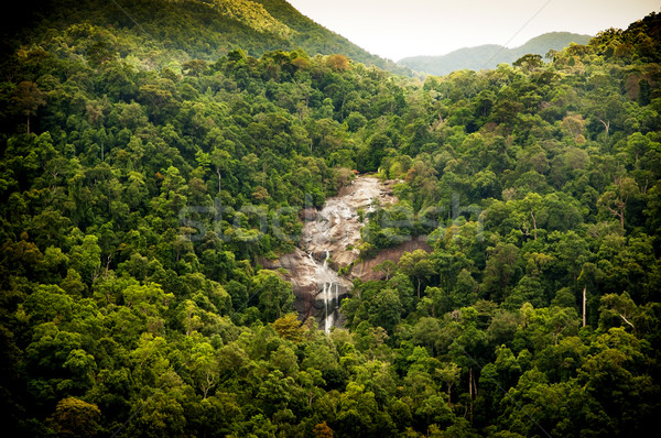 Selva cachoeira surpreendente verde folha fundo Foto stock © THP