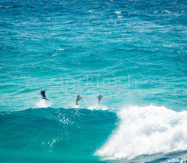 Dauphins dauphins jouer sautant vagues Photo stock © THP