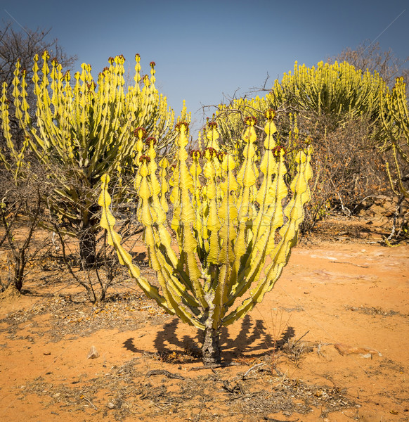 Deşert cactus copac rural Botswana Africa Imagine de stoc © THP