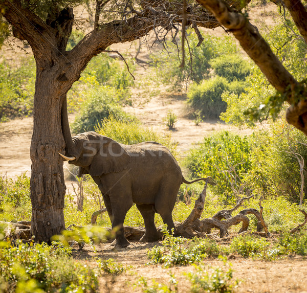 Elephant in Africa Stock photo © THP